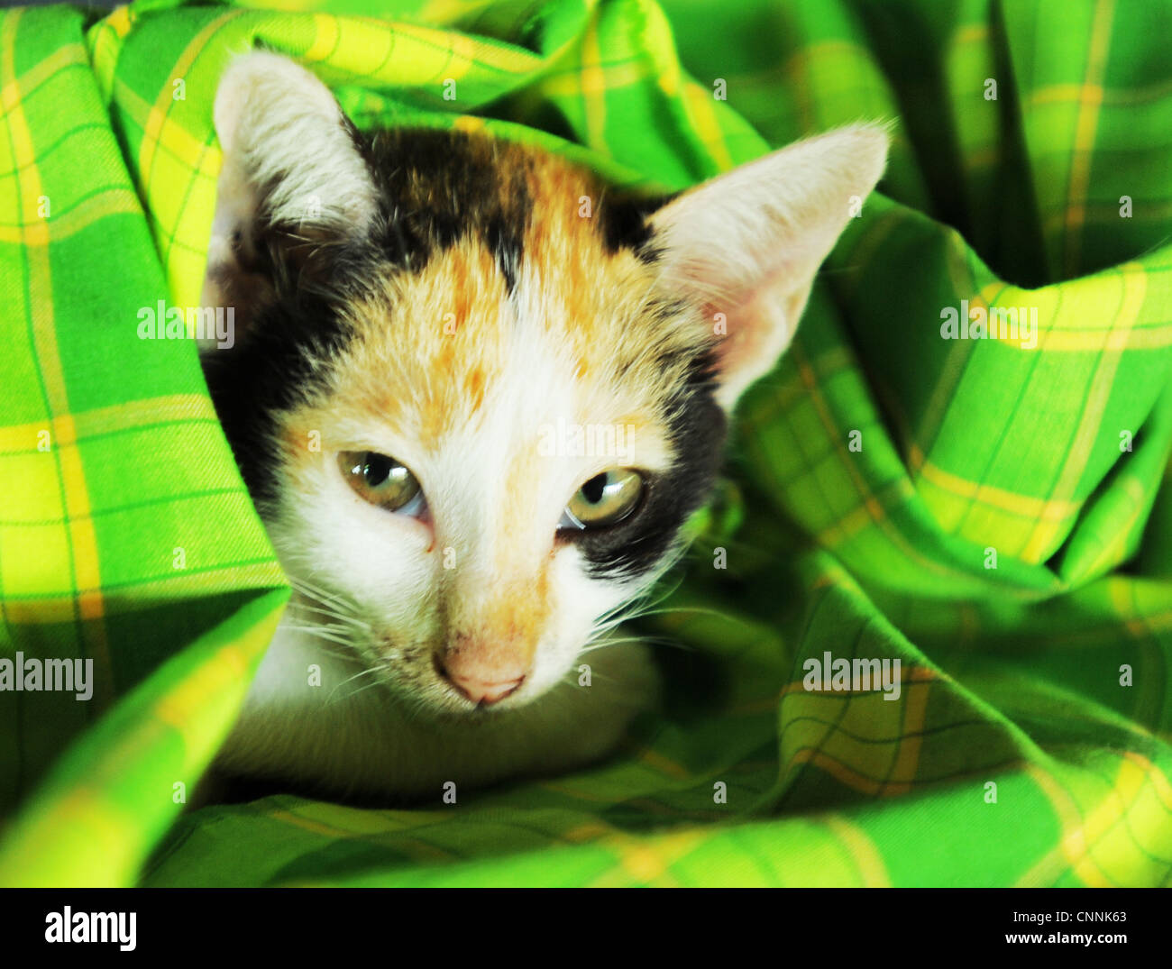 lazy cat wrapped in blanket,muslim community, ko sukon, trang , south  thailand Stock Photo