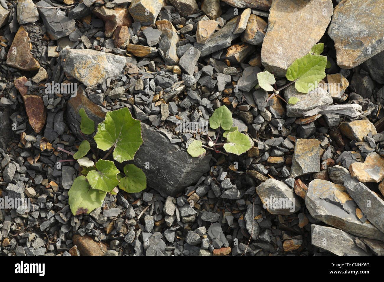 Coltsfoot (Tussilago farfara) leaves, growing out of quarry waste, Powys, Wales, august Stock Photo