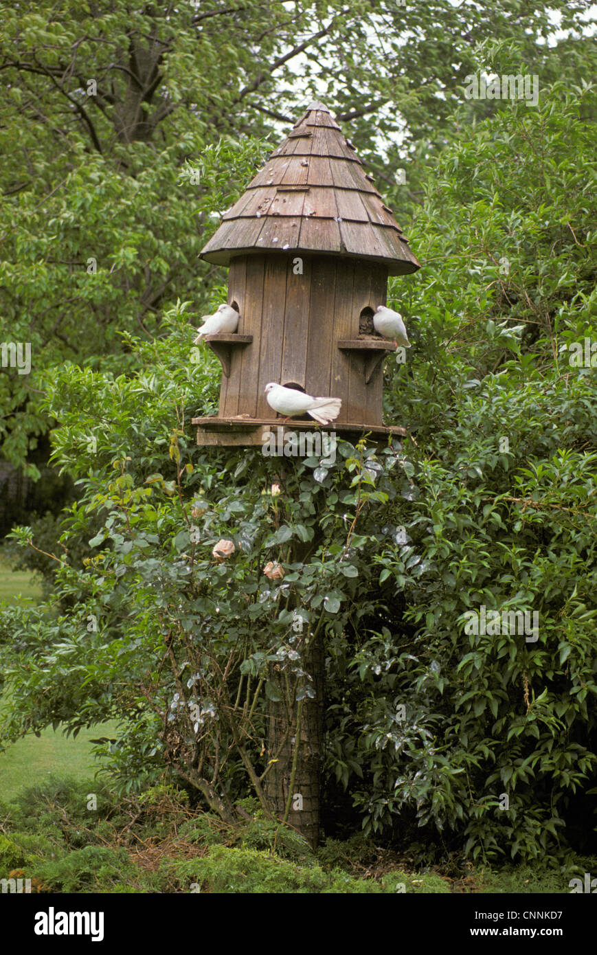 Dovecote with white doves in garden, Surrey, England, summer Stock Photo