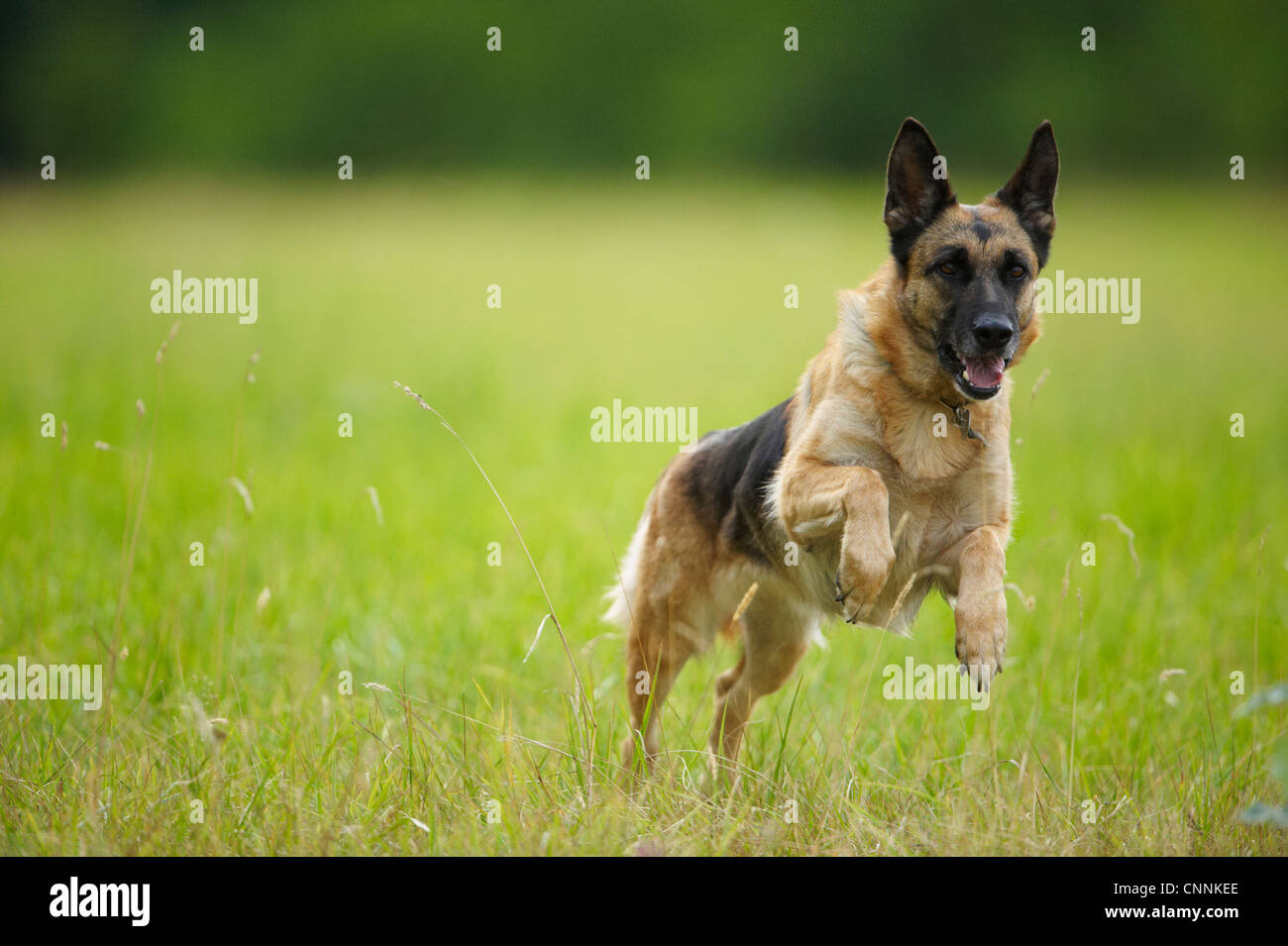 Dog leaping in tall grass hires stock photography and images Alamy