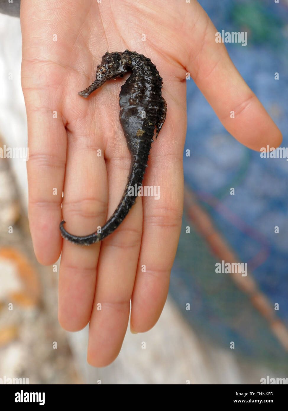 small black sea horse released from nets and released back into sea, part of conservation program,koh sukon,trang,thailand Stock Photo