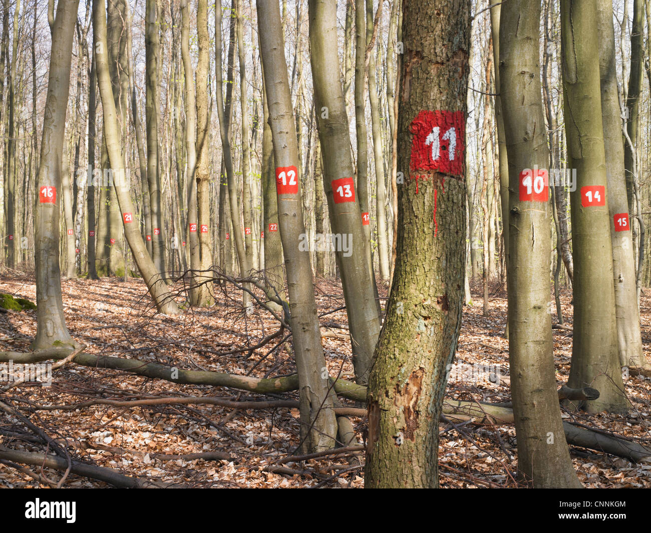 Numbered trees in forest Stock Photo