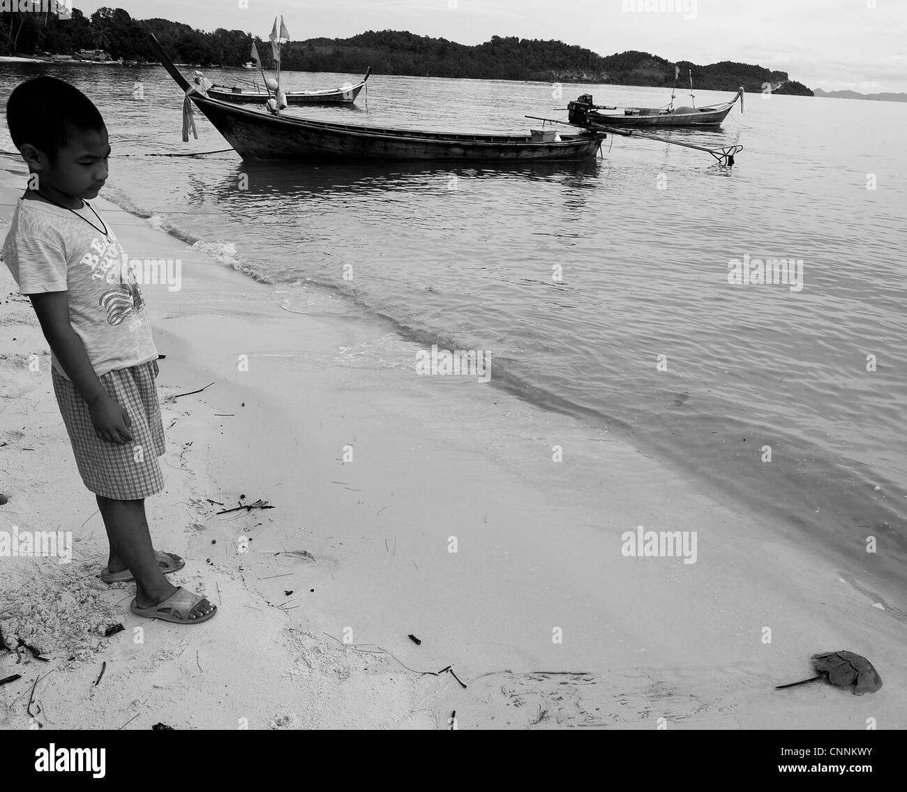 little boy putting horseshoe crab back into the sea,part of a conservation program to save fish,koh sukon,trang,thailand Stock Photo