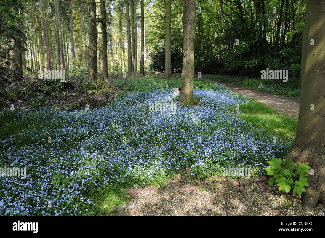 Wood Forget-me-not (Myosotis sylvatica) flowering mass ...