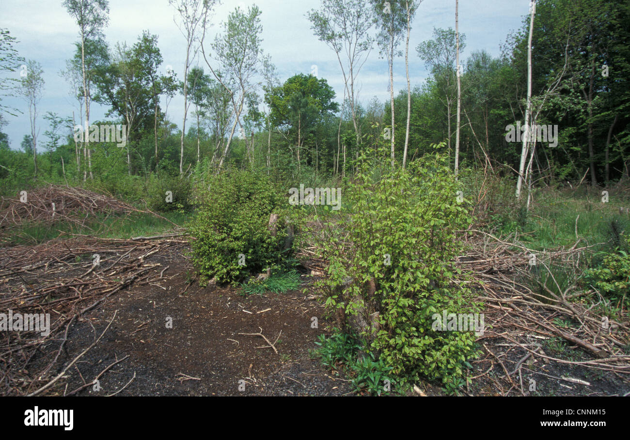 Conservation - Reserves - New growth in woodland that was coppiced the previous year-Combs Wood,Suffolk Stock Photo