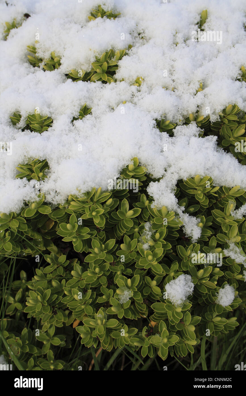 Cultivated Hebe (Hebe sp.) close-up of snow covered leaves, in garden, Suffolk, England, november Stock Photo