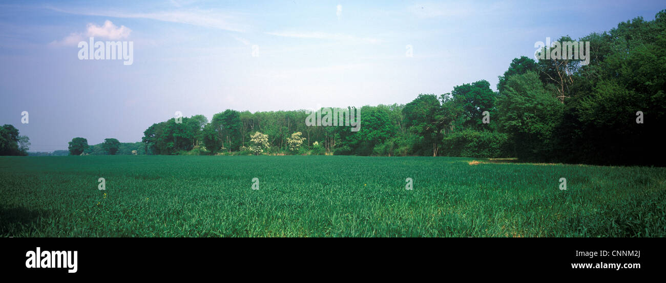 Conservation - Reserves - Bonny Wood bordered by farmland Stock Photo