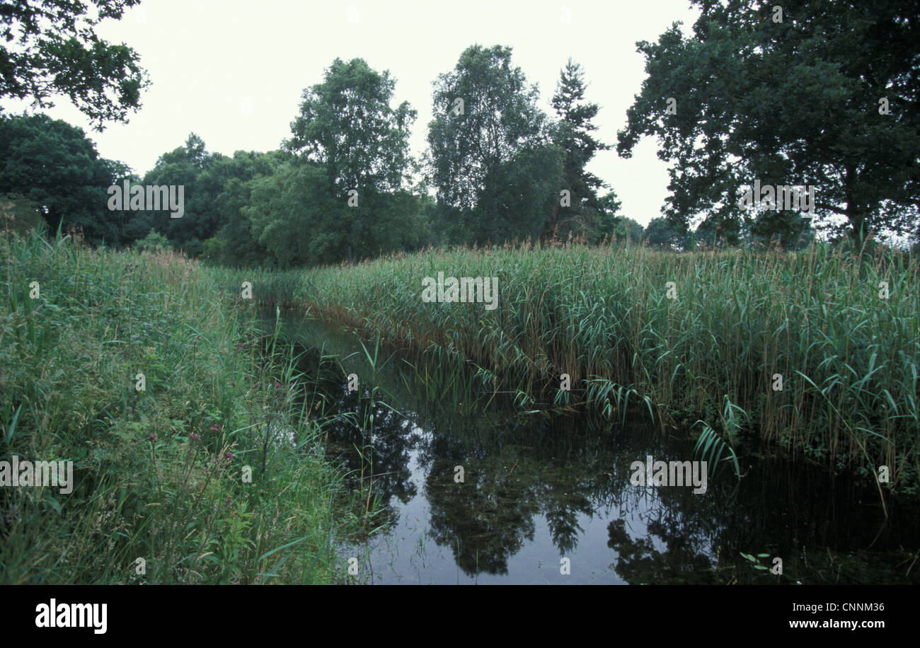 Conservation - Reserves - Reed growth around island at Howlett Hill, Suffolk Wildlife Trust Stock Photo