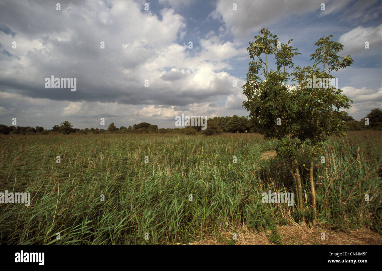 Conservation - Reserves - The reed beds of Hopton Fen, Suffolk Wildlife Trust Stock Photo