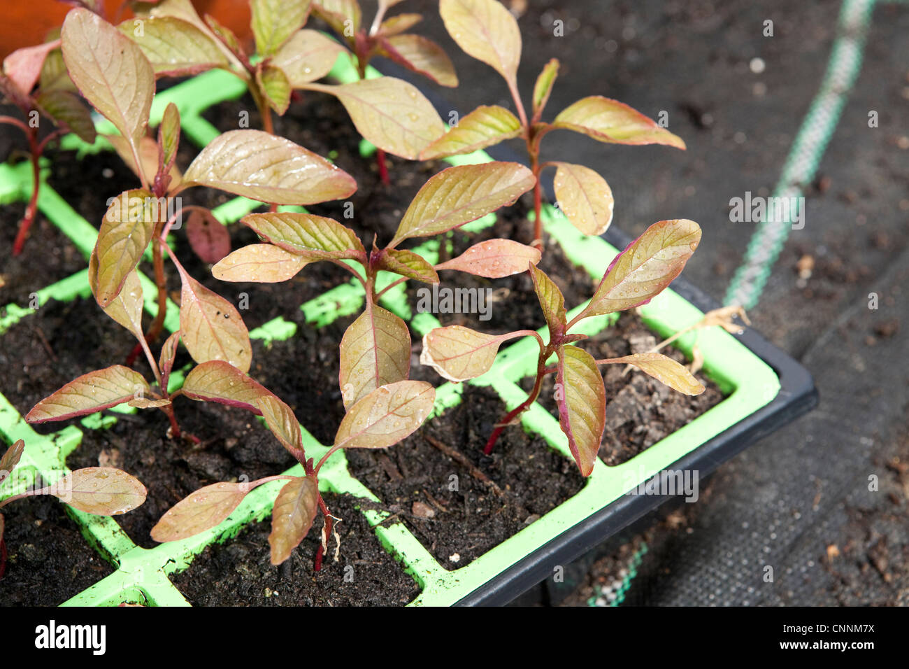 Amaranthus hybrid in a green seed tray, small plants ready to grow on Stock Photo