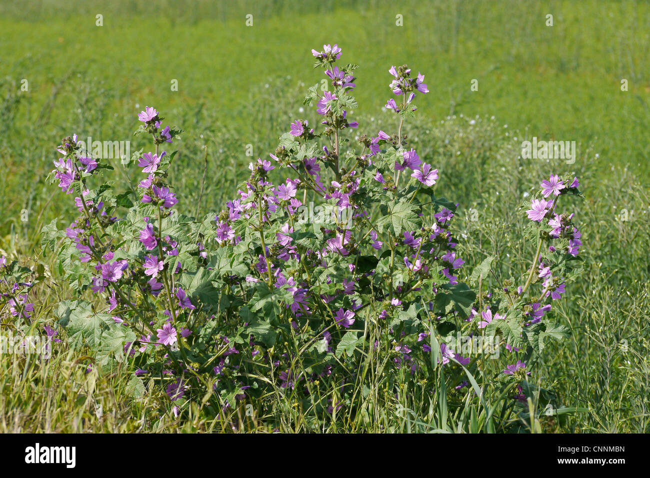 Common Mallow (Malva sylvestris) flowering, Edburton, West Sussex, England, june Stock Photo Alamy