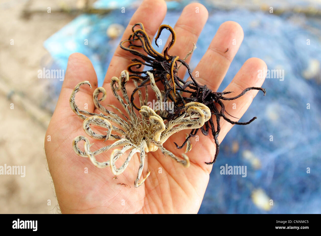 small weird looking starfish with many legs saved from fishing nets and released, ko sukon, trang , south  thailand Stock Photo