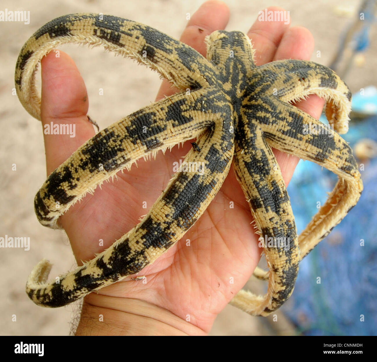 seven  armed Starfish,saved from fishing net and being released back into sea, ko sukon, trang , south  thailand Stock Photo