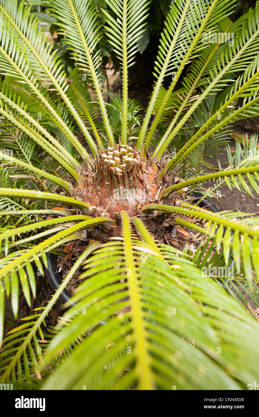 Cycas revoluta Cycad A cut back tree fern due to early growth stunted by winter frosts Stock