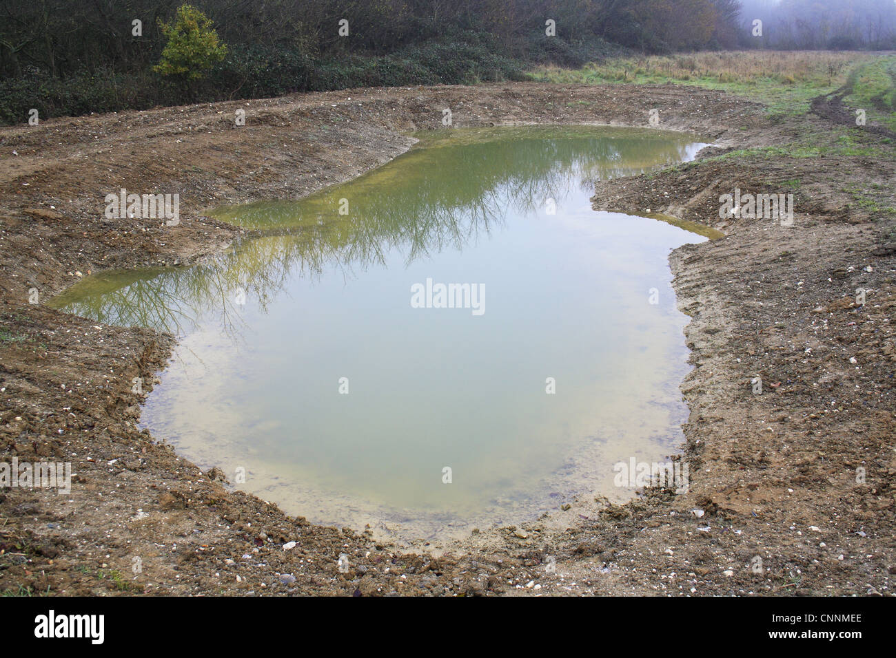 Newly dug pond at edge of arable farmland, Millenium Ponds Project, Grove  Farm Reserve, Thurston, Suffolk, England, november Stock Photo - Alamy