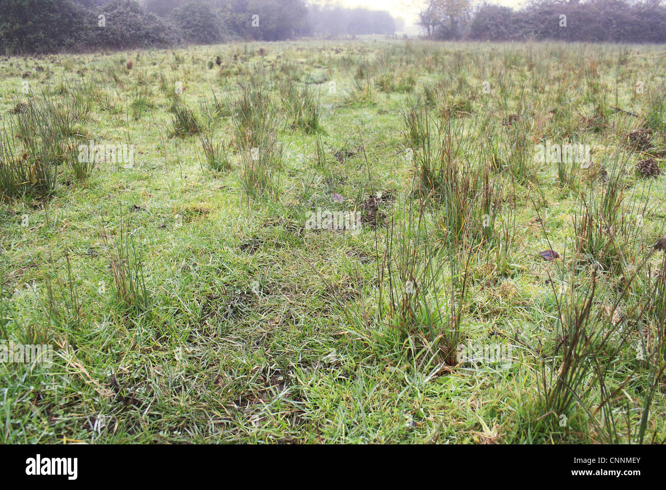 River Rushes Uk Wet grazing meadow with rushes in mist, River Black Bourn, Grove Farm ...