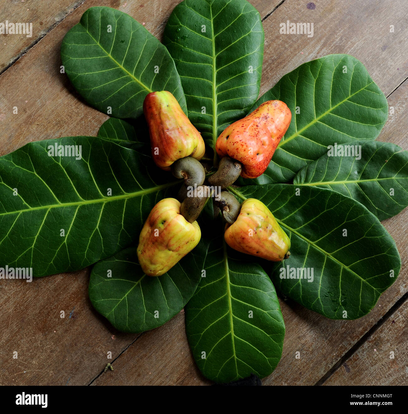 cashew nut and fruit, ko sukon(ko muu) , trang, southern thailand Stock  Photo - Alamy