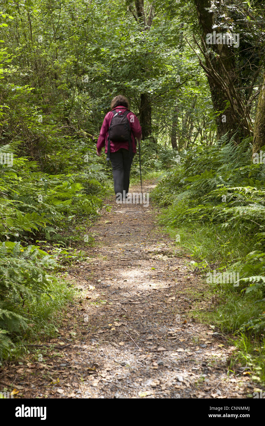 Walker on path through woodland habitat, Arthog Bog Nature Reserve, Gwynedd, North Wales, august Stock Photo