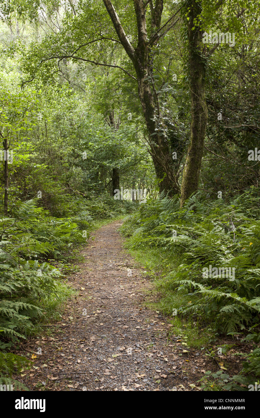 Path through woodland habitat, Arthog Bog Nature Reserve, Gwynedd, North Wales, august Stock Photo