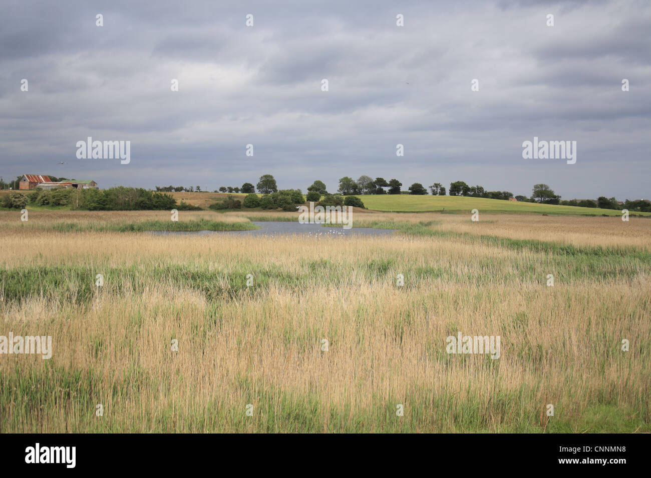 View over reedbed habitat towards pool, Wolsey Creek Marshes, Hen