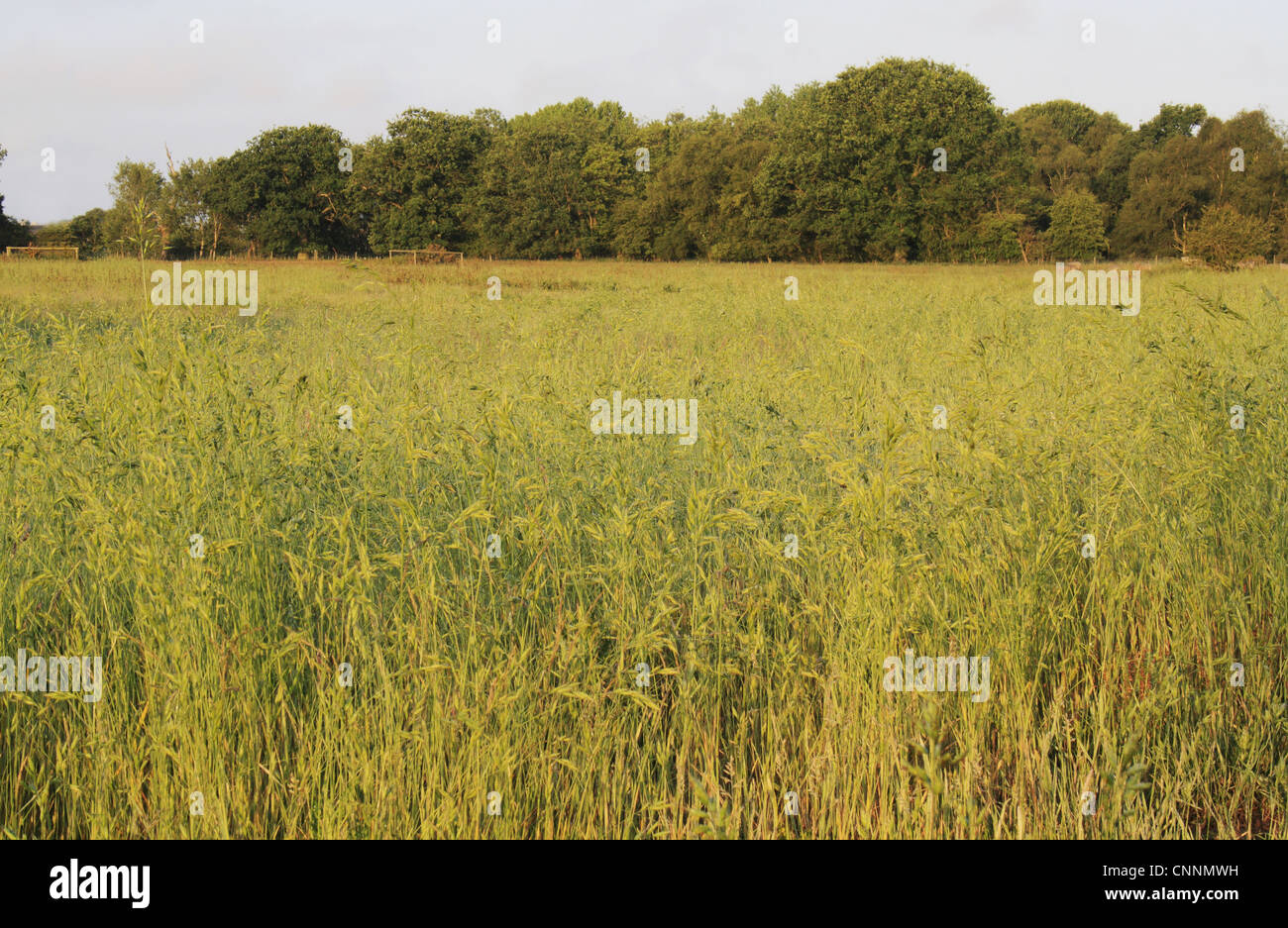 View long grass growing rough pasture acid grassland habitat dawn Little Ouse Headwaters Project Frith South Lopham Little Ouse Stock Photo