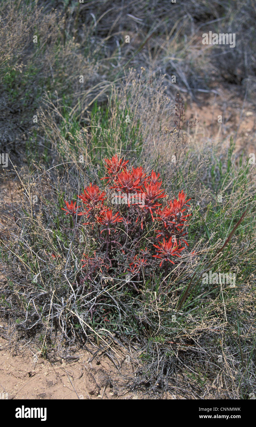 Flower Indian Paint Brush Plant Arizona, USA Stock Photo Alamy