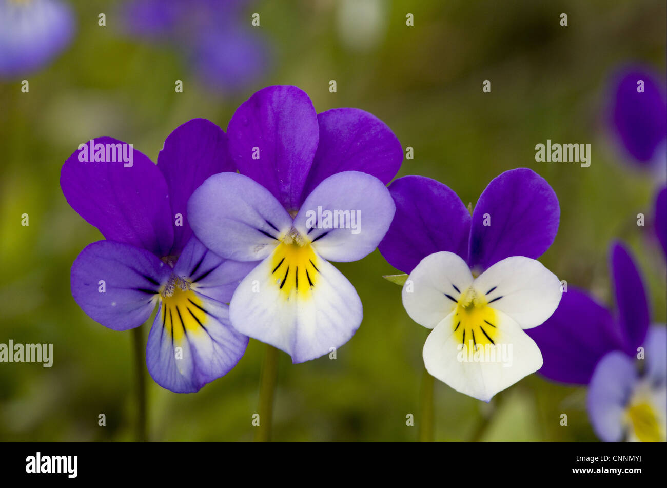 Wild Pansy (Viola tricolor) closeup of flowers, growing in mountain