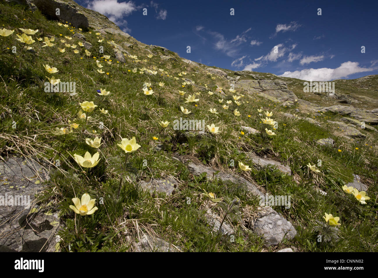 Yellow Alpine Pasqueflower Pulsatilla alpina ssp apiifolia flowering mass growing mountain slope habitat Bernina Pass Upper Stock Photo