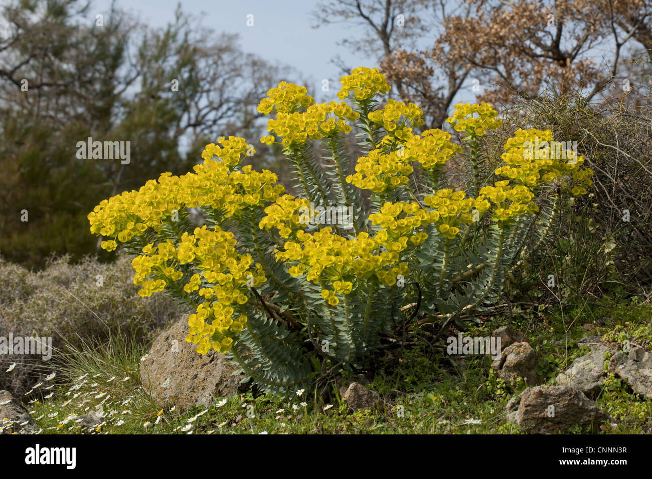 Narrow-leaved Glaucous Spurge (Euphorbia rigida) flowering, in grassland, Lesvos, Greece, march Stock Photo