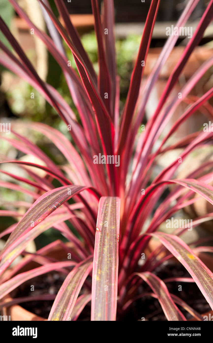 Cordyline pink Exotic Plant Stock Photo