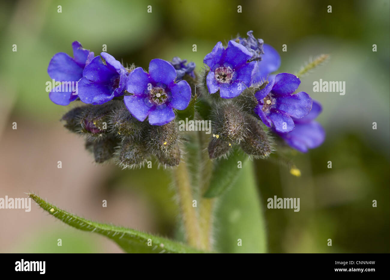 Narrow-leaved Lungwort (Pulmonaria longifolia) close-up of flowers, at native site, Dorset, England, march Stock Photo