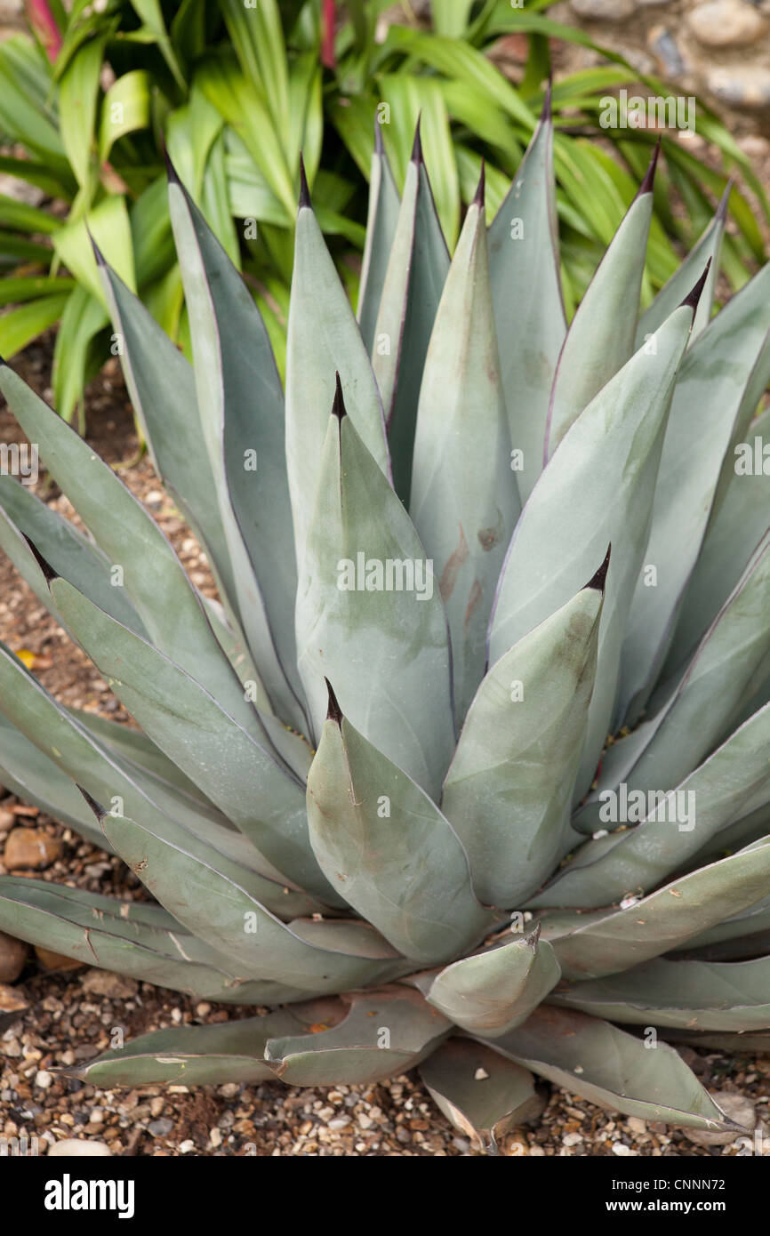 Agave Nigra cactus close up in a xerophytic garden Stock Photo Alamy