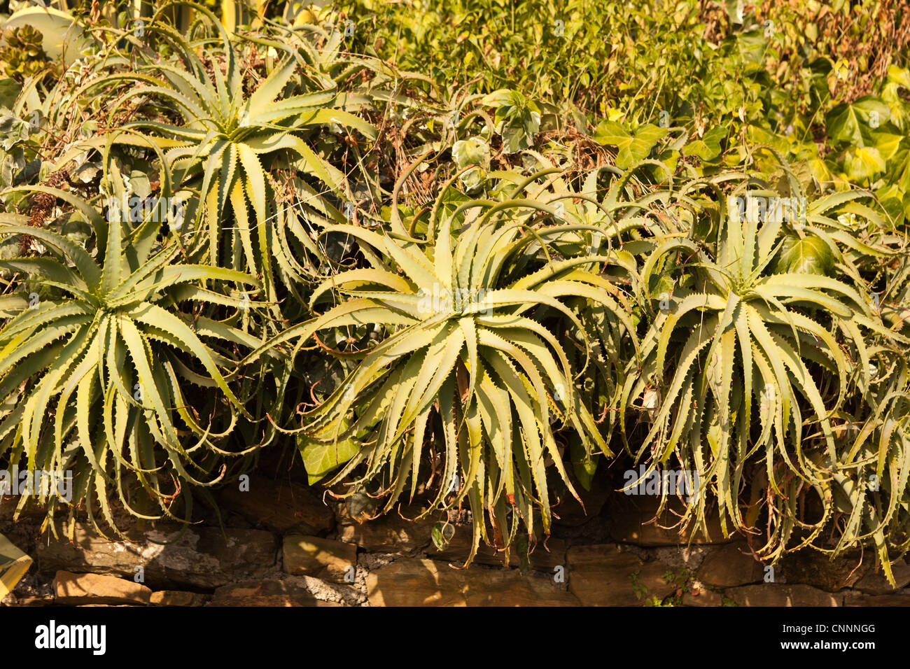 Aloe vera italy hi-res stock photography and images - Alamy