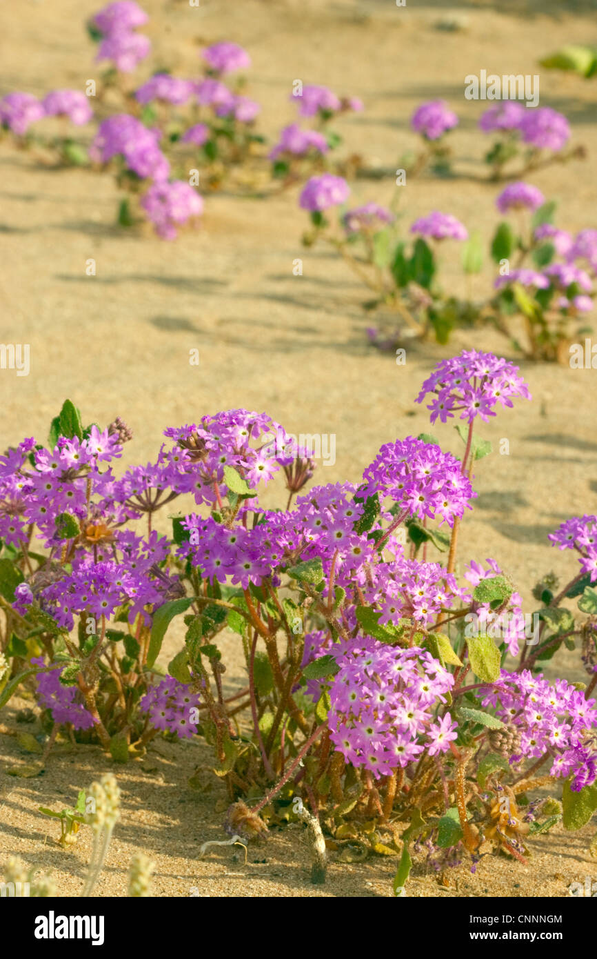 Desert Sand Verbena Abronia villosa Tacna, Arizona, United States 5