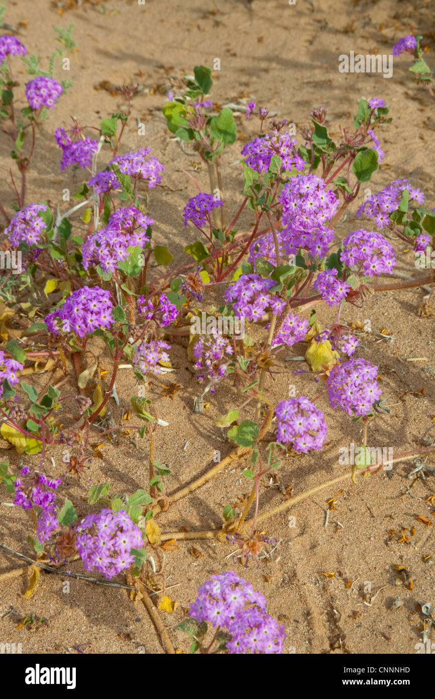 Desert Sand Verbena Abronia villosa Tacna, Arizona, United States 5