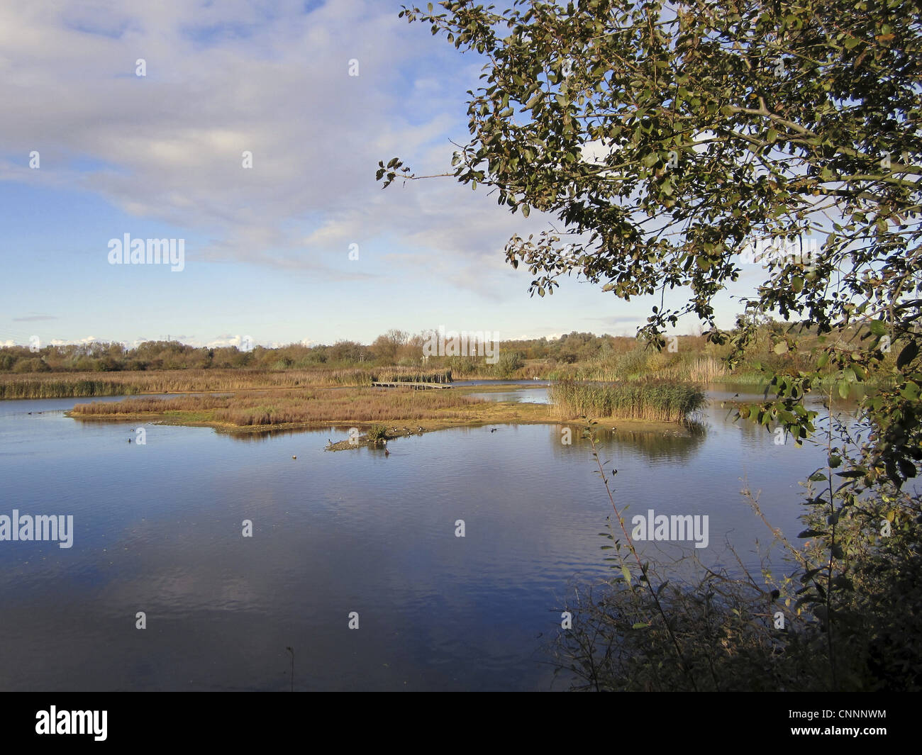 View of open water in wetland habitat, Rye Meads RSPB Reserve, Hoddesdon, Lea Valley, Hertfordshire, England, october Stock Photo