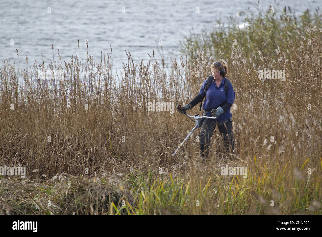 Volunteer warden performing annual reedbed cutting around Island Mere Hide, Minsmere RSPB Reserve, Suffolk, England, november Stock Photo