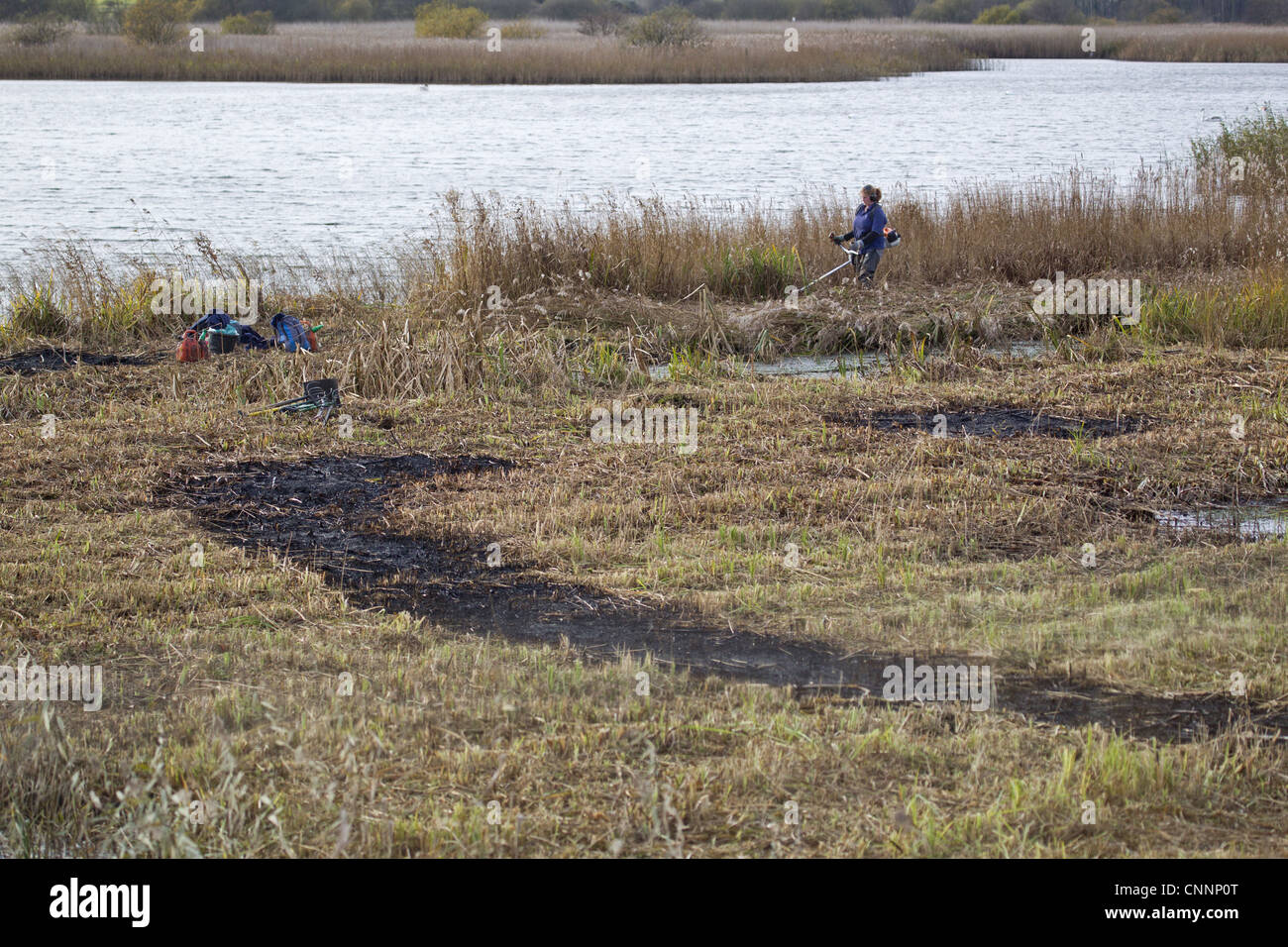 Volunteer warden performing annual reedbed cutting burning around Island Mere Hide Minsmere RSPB Reserve Suffolk England Stock Photo