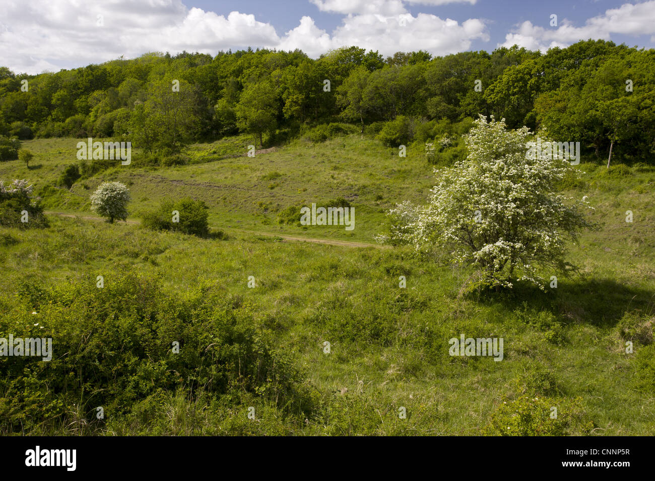 View along old railway line habitat, Powerstock Common Nature Reserve, Dorset, England, may Stock Photo