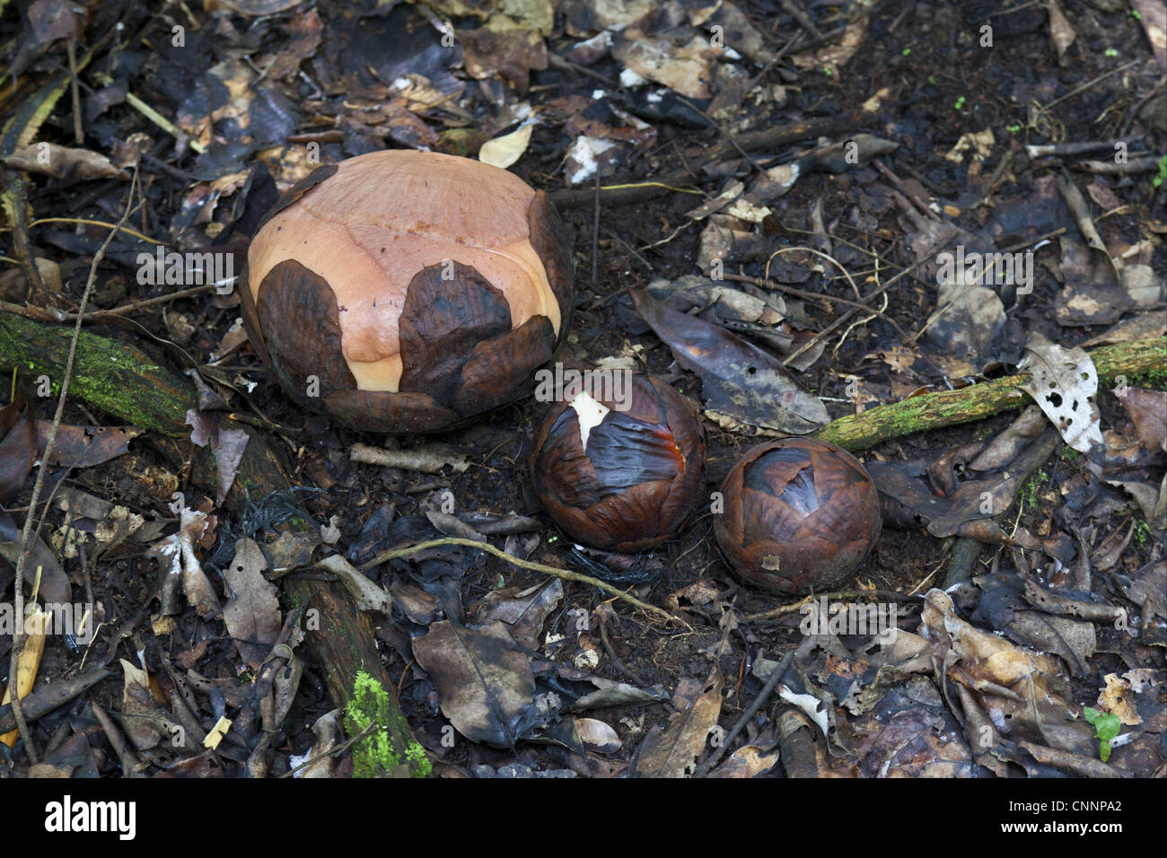Rafflesia (Rafflesia keithii) flowerbuds, Poring Hot Springs, Sabah ...
