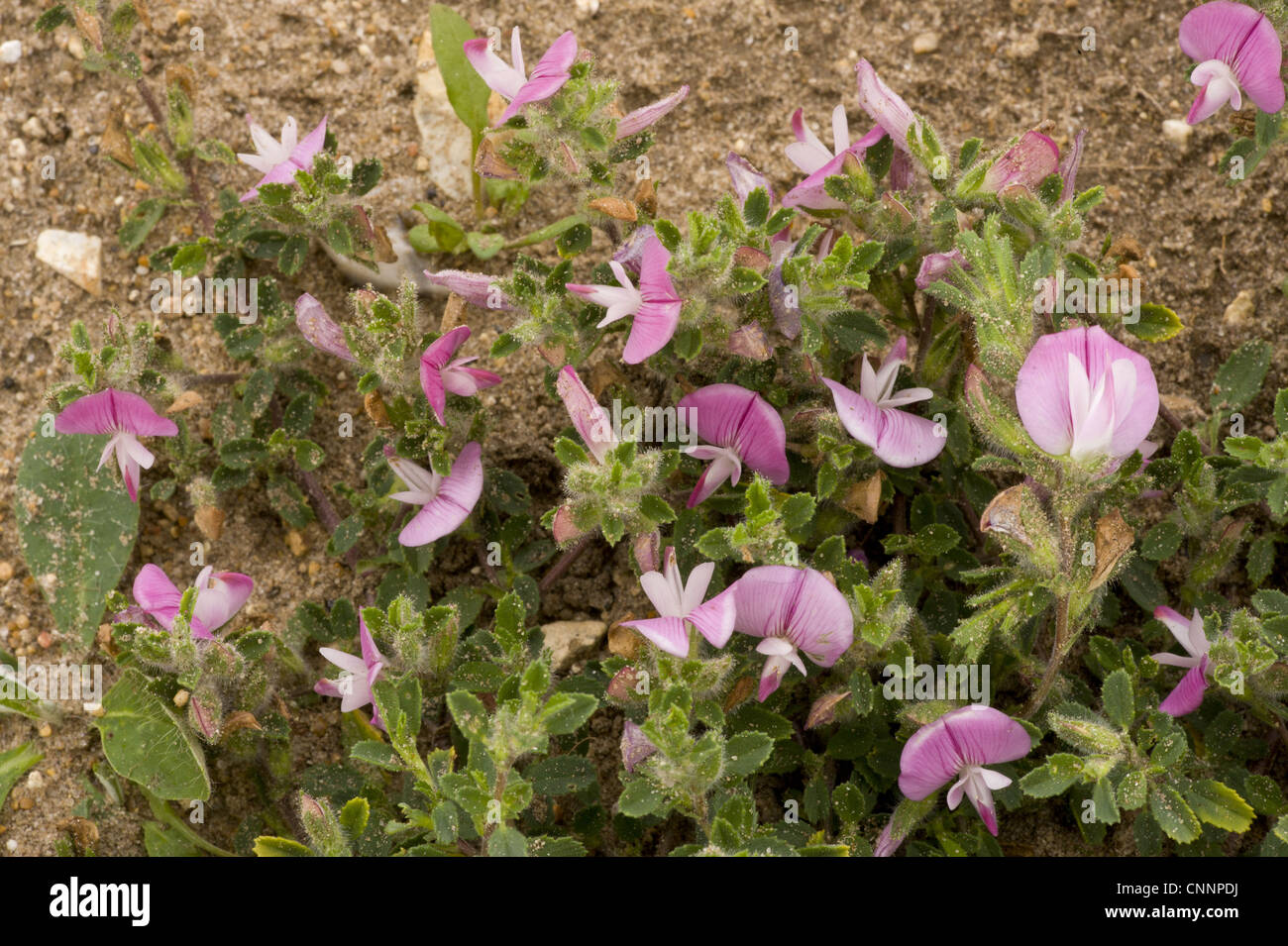 Common Restharrow (Ononis repens) flowering, Breckland, Norfolk, England, july Stock Photo