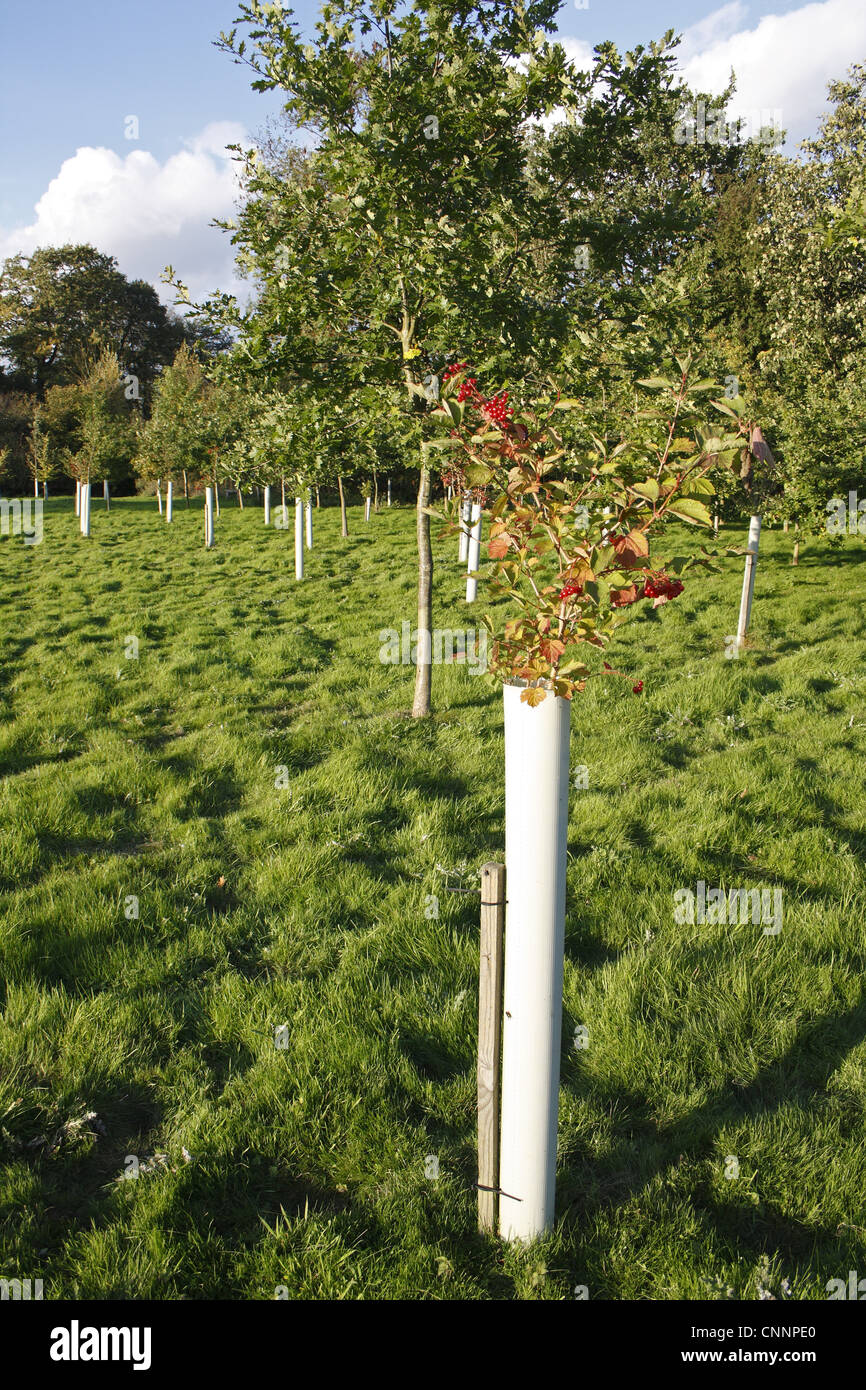 New 'Millenium' woodland Guelder Rose Viburnum opalus broadleaf tree saplings protected plastic sleeves planted former Stock Photo