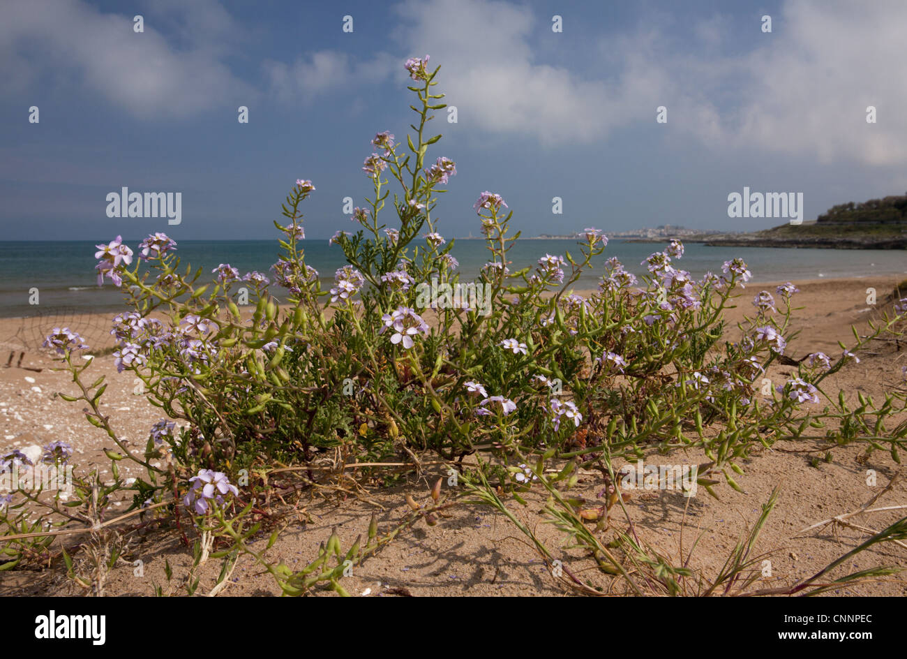 Sea Rocket (Cakile maritima) flowering, growing on beach, Gargano Peninsula, Apulia, Italy, april Stock Photo