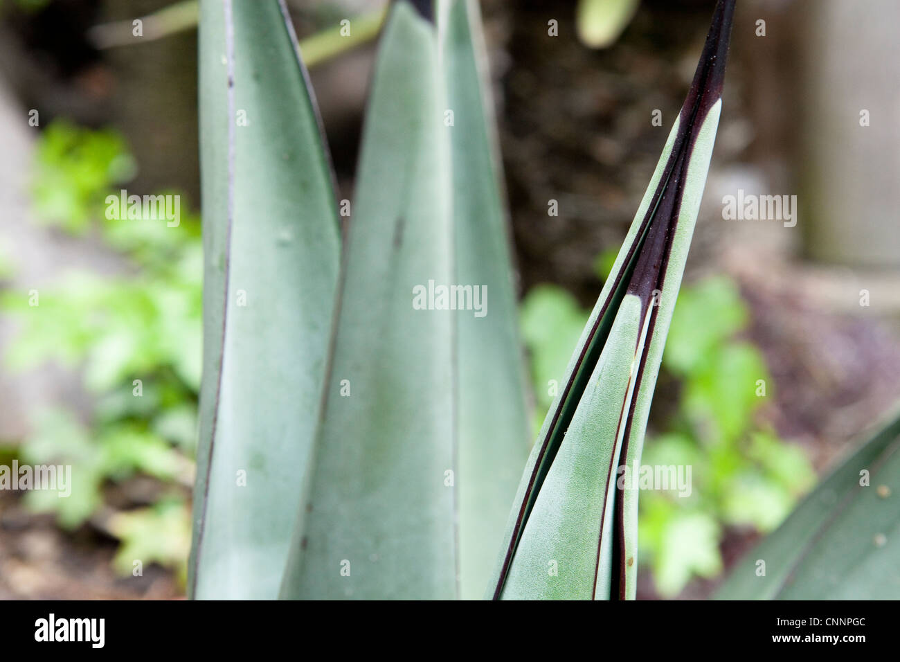 Agave Nigra cactus close up in a xerophytic exotic Stock Photo