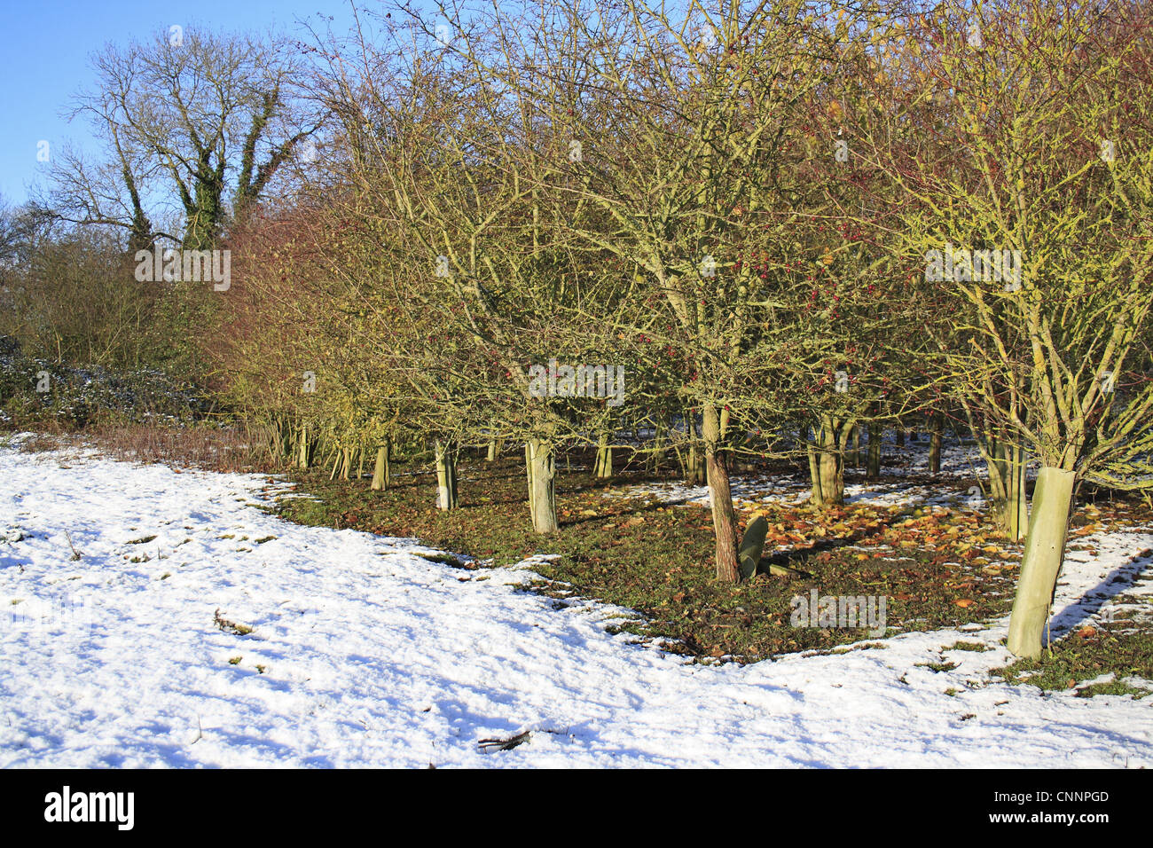 New woodland in snow, young trees protected with plastic sleeves, Bacton, Suffolk, England, november Stock Photo