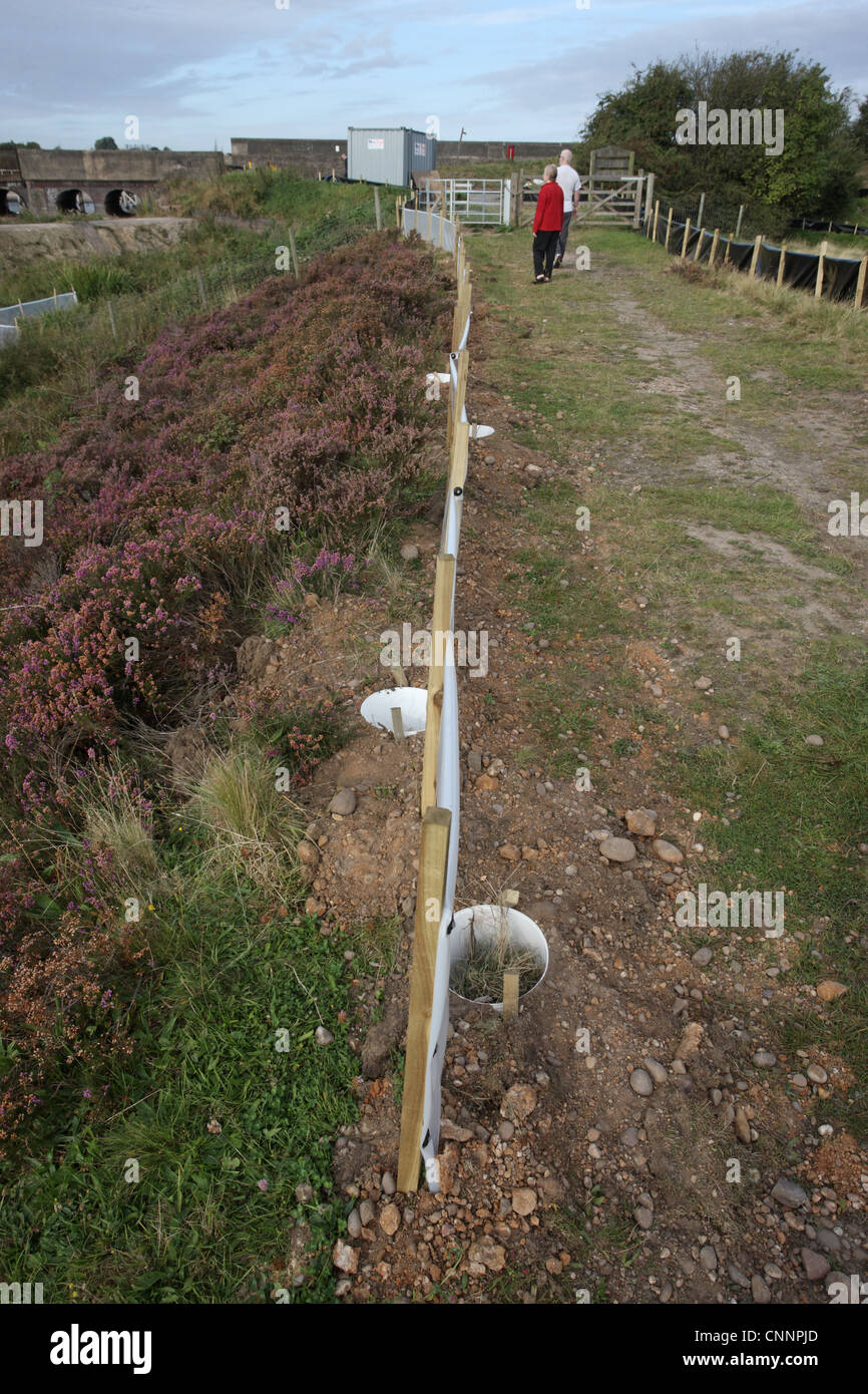 Fencing to catch reptiles, Chasewater, Staffordshire, England, september Stock Photo