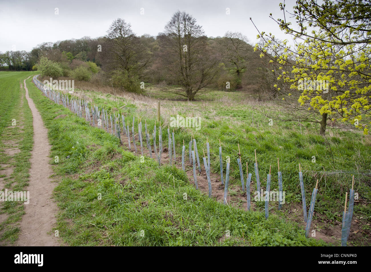 Newly planted hedge, saplings protected with plastic sleeves, Beeston Castle, Tarporley, Cheshire, England, april Stock Photo