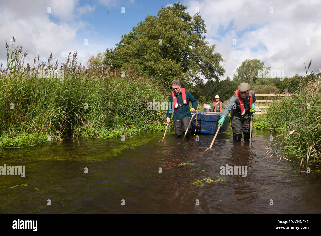 Conservation workers netting river during survey, River Wensum, Norfolk, England, september Stock Photo