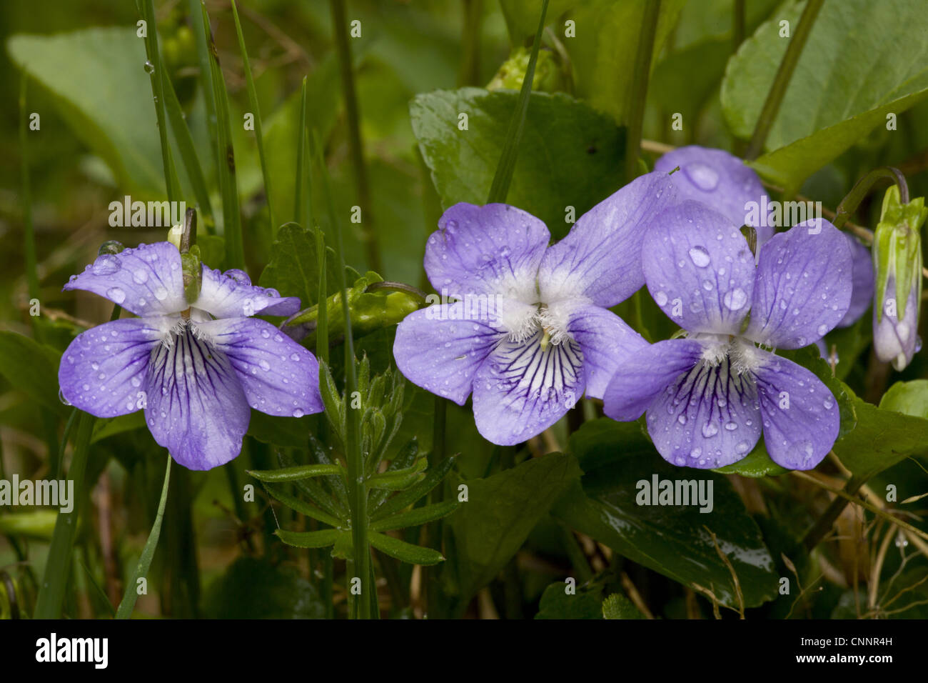 Common Dog Violet (Viola riviniana) close-up of flowers, after rainfall ...