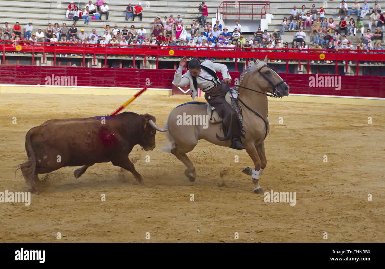 Bull fighting, bull with barbs / banderillas, embedded shoulder from Tercio  de Banderillas round of the bullfight, charging at Torero. Plaza de Toros,  Valencia, Spain. July 2014 Stock Photo - Alamy